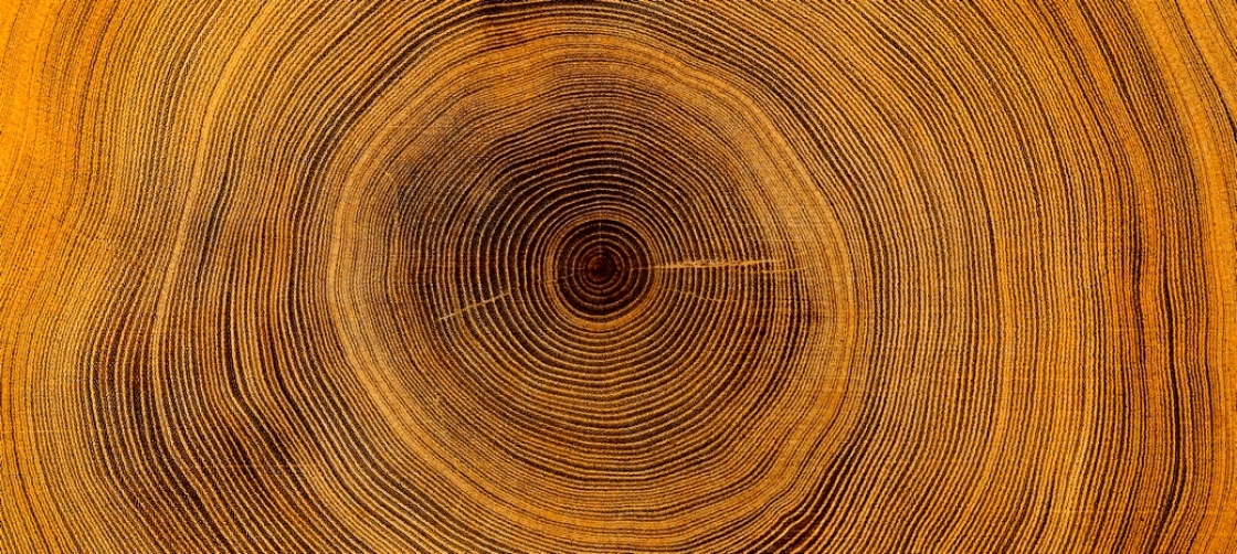 Lees meer over de inspanningen van importeurs voor meer duurzaam hout.
